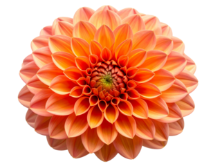 Stunning Coral and Orange Dahlia Flower in Full Bloom, Centered Front View, Isolated PNG