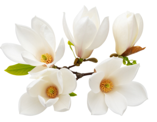 Top-Down Ansicht von Weißen Magnolienknospen auf Verzweigtem Ast, Minimalistische Komposition, Isolated PNG
