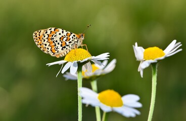 wildlife photos. photos of butterflies in natural areas.