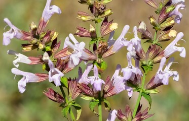 Photos of medicinal plants used in medicine making. Photos of various salvia.
