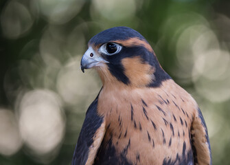 Aplomado Falcon Portrait on Green Bokeh