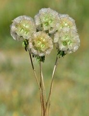 wild plants and flowers. Photos of medicinal plants and flowers.
