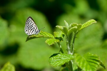 wild animals.photos of various butterflies.