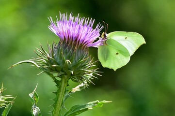 wildlife images. photos of various butterflies.