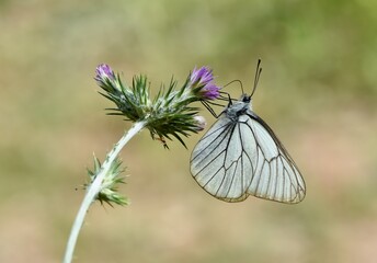 wildlife photos. photos of butterflies in natural areas.