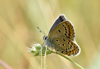 wildlife images. photos of various butterflies.