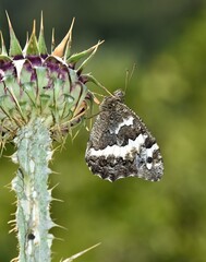 wildlife images. photos of various butterflies.