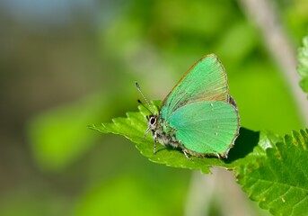 Wildlife. Photos of wild butterflies and insects.