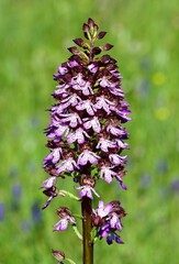 flowers growing in rural areas. wild orchid photos.