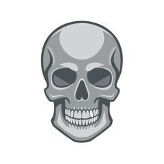 Fototapeta premium Gray Human Skull Illustration with Detailed Teeth Anatomy and Distinctive Features
