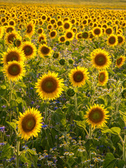 suns on the ground - Sonnen am Boden
