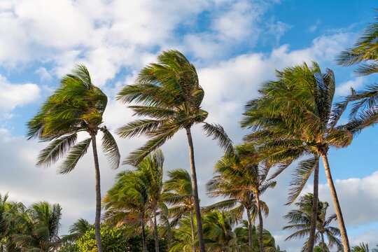 Tropical beach in Miami. Tropical windy weather with palm tree. Strong wind. Exotic nature. Palm tree on windy weather. Hurricane in Florida. Palm tree in hurricane weather. Palm leaves rustling