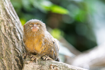 Ouistiti pygmée observant attentivement dans la nature