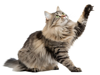 Fluffy maine coon cat reaching up with paw isolated on transparent background