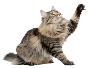Fluffy maine coon cat reaching up with paw isolated on transparent background