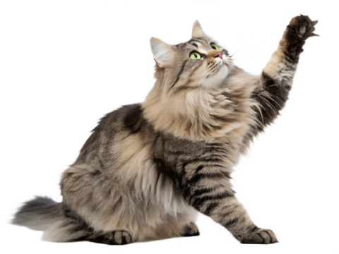 Fluffy maine coon cat reaching up with paw isolated on transparent background
