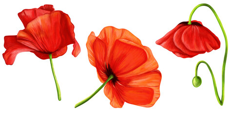 Realistic hand-drawn poppy flowers