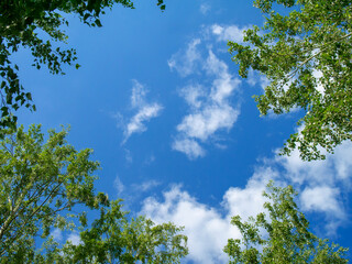 Bright green foliage of trees against blue sky and white clouds. Sky framed by treetops. Looking up, perspective.