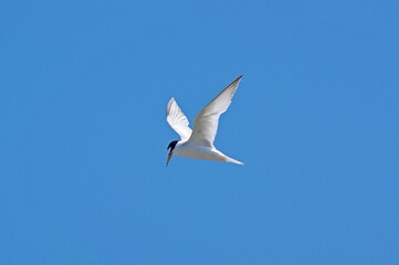 Little tern in flight