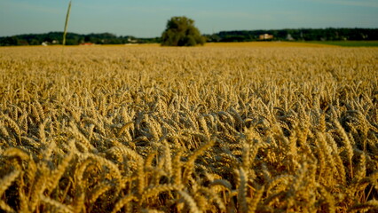 Weizenfeld in der Abendsonne