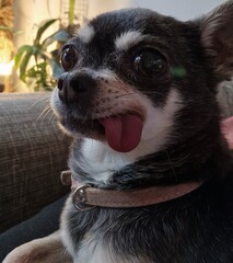 Gray and tan old chihuahua dog with tounge out, portrait