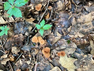 mushrooms on the forest ground