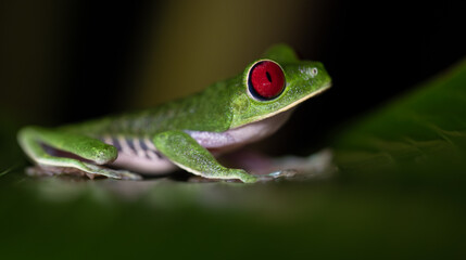Red-eyed tree frog in Costa Rica 
