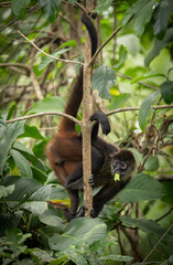 Obraz premium Spider monkey in Costa Rica 