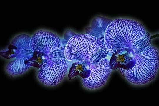 Bright, colorful archidea flower symbolizes beauty, romance and tenderness.
