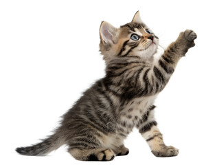 Fototapeta premium Adorable tabby kitten reaching up with paw isolated on transparent background