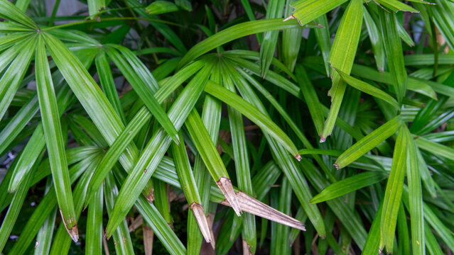Palm (Rhapis excelsa) is an ornamental plant species belonging to the genus Rhapis (Palem waregu)