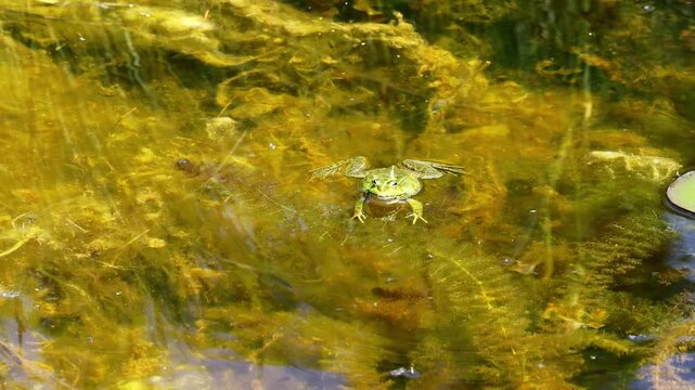 4K video of frog in pond. Amphibian resting on water surface among aquatic plants. Wildlife, nature, and wetland habitat in close-up view, water animals wildlife in summer