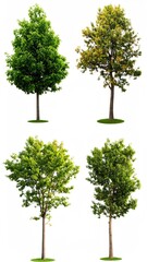 Four trees, varying shades of green, isolated on white