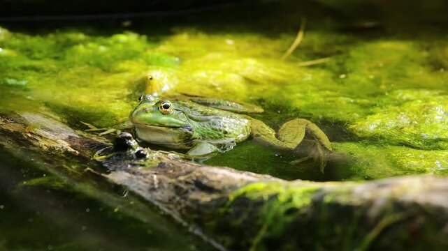 4K video of frog in pond. Amphibian resting on water surface among aquatic plants. Wildlife, nature, and wetland habitat in close-up view, water animals wildlife in summer