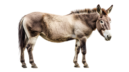 donkey png
