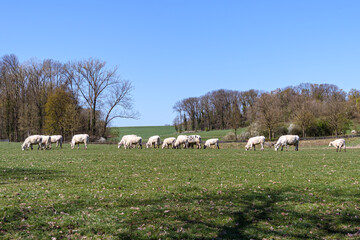 Dutch agricultural landscape with Charolais cows grazing in meadow, abundant bare trees against clear blue sky in background, sunny day in Gulpen, South Limburg, Netherlands