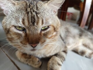 tabby cat cute pet picture