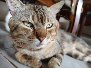 tabby cat cute pet picture