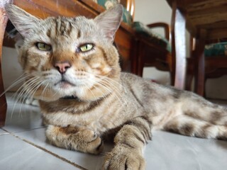 tabby cat cute pet picture