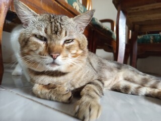 tabby cat cute pet picture