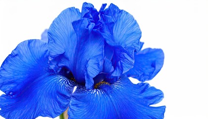 Close-up of vibrant blue iris flower
