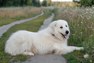 huge white Pyrenean Mountain Dog lying on country road in green field outdoors in sunny summer day, sunset, dogwalking concept