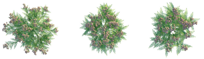 Achillea millefolium Cameo Tree plan top view png cutout