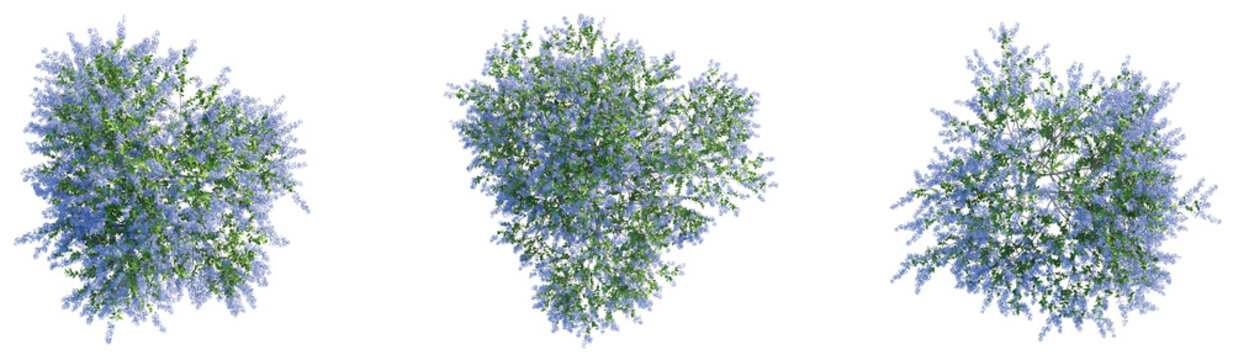 Ceanothus x impressus dark star Tree plan top view png cutout isolate