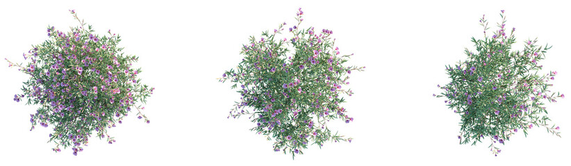 Clarkia rubicunda Blasdale Tree plan top view png cutout