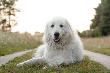 huge white Pyrenean Mountain Dog lying on country road in green field outdoors in sunny summer day, sunset, dogwalking concept