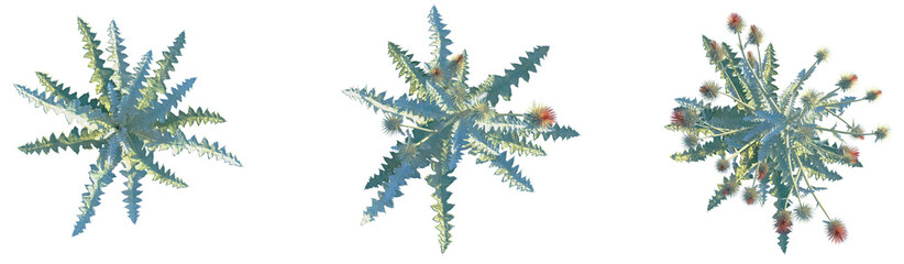Cirsium occidentale Tree plan top view png cutout transparent background