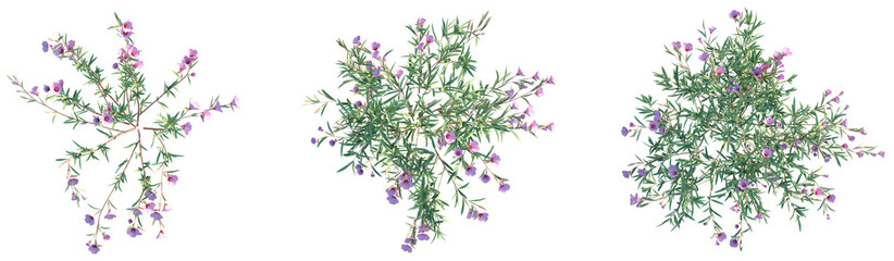 Clarkia rubicunda Blasdale Tree plan top view png cutout isolate