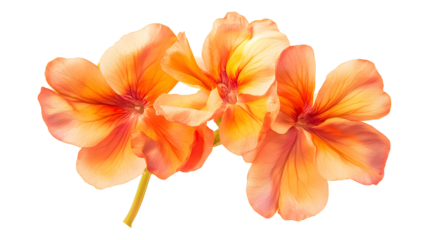 orange flowers png