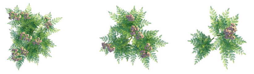 Achillea millefolium Cameo Tree plan top view png cutout transparent background